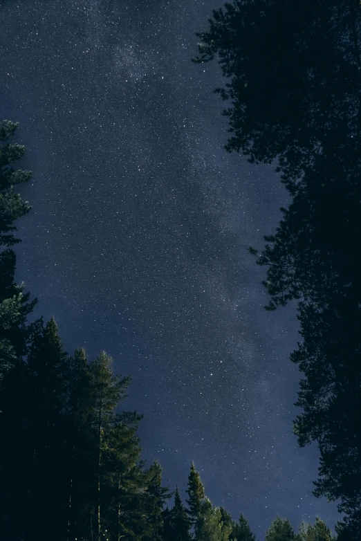 a forest filled with lots of trees under a night sky, clear sky above, looking away from camera, carson ellis, ansel ]