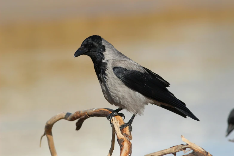 a black and white bird sitting on top of a tree branch, hurufiyya, male emaciated, grayish, jenna barton, uncrop