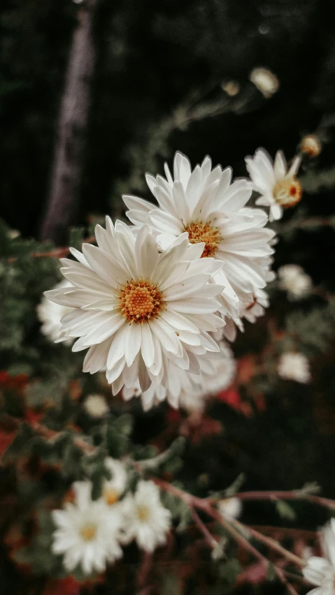 a bunch of white flowers sitting on top of a lush green field, by Jessie Algie, trending on unsplash, chrysanthemum eos-1d, low quality photo, close-up photo, instagram photo