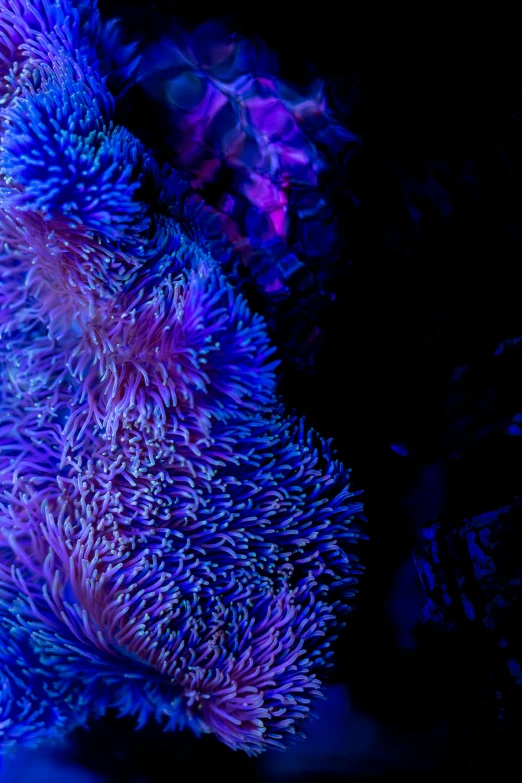 a close up of a teddy bear in a dark room, rainbow corals, cobalt coloration, growing, purple neon