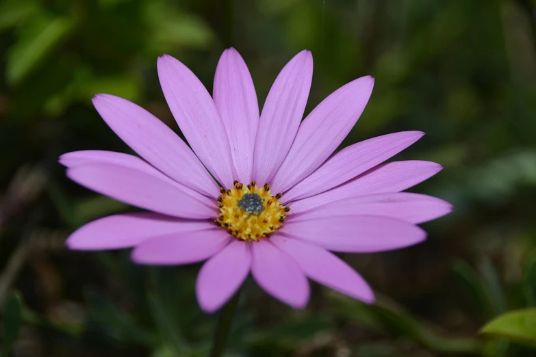 a close up of a purple flower with a bee on it, wearing pink floral chiton, daisy, as photograph, full frame image