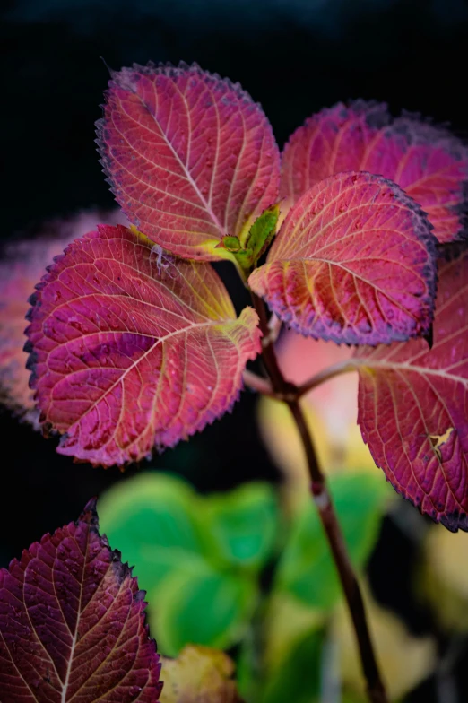 a close up of a plant with purple leaves, inspired by Elsa Bleda, baroque, raspberry, glowing red, green foliage, hydrangea