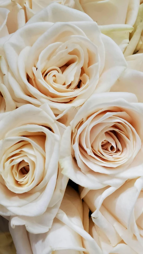 a close up of a bouquet of white roses, pearlescent skin, slightly tanned, in shades of peach, award - winning