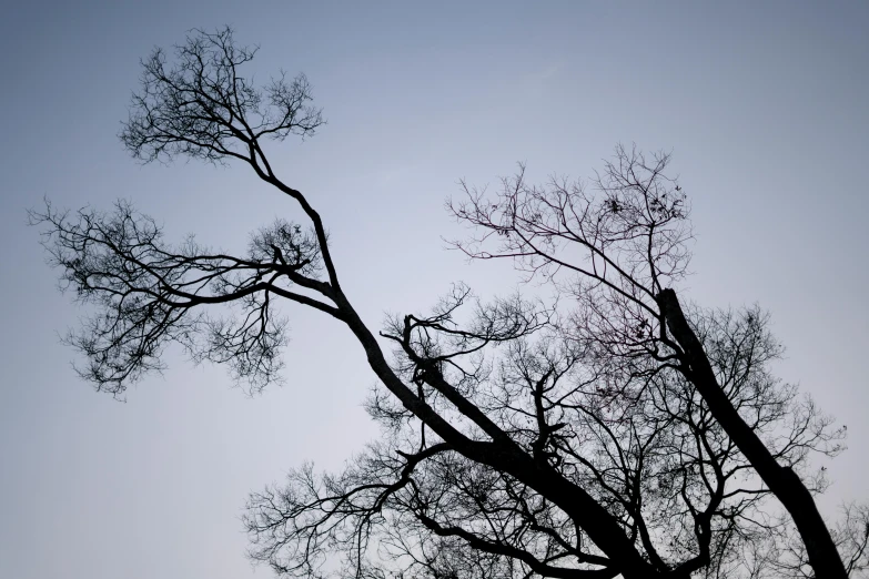 a black and white photo of a tree with no leaves, unsplash, evening sky, ((trees)), medium format. soft light, colour photograph