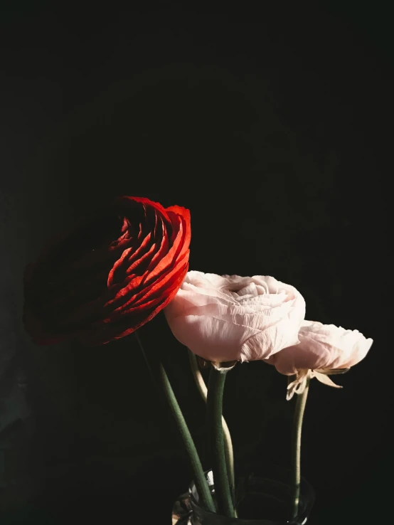 two red and white flowers in a glass vase, an album cover, trending on unsplash, romanticism, dark. no text, black and terracotta, pastel', shot from the side