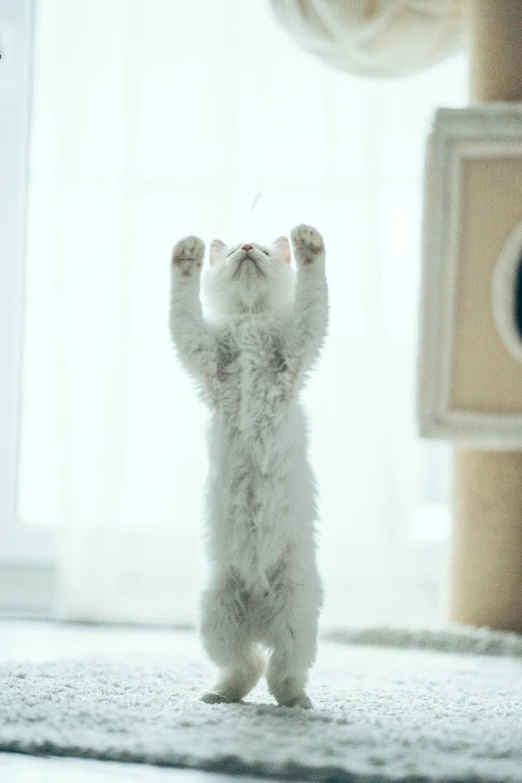 a small white kitten standing on its hind legs, an album cover, by Ilya Ostroukhov, unsplash, arabesque, indoor picture, super high resolution, standing tall, saluting