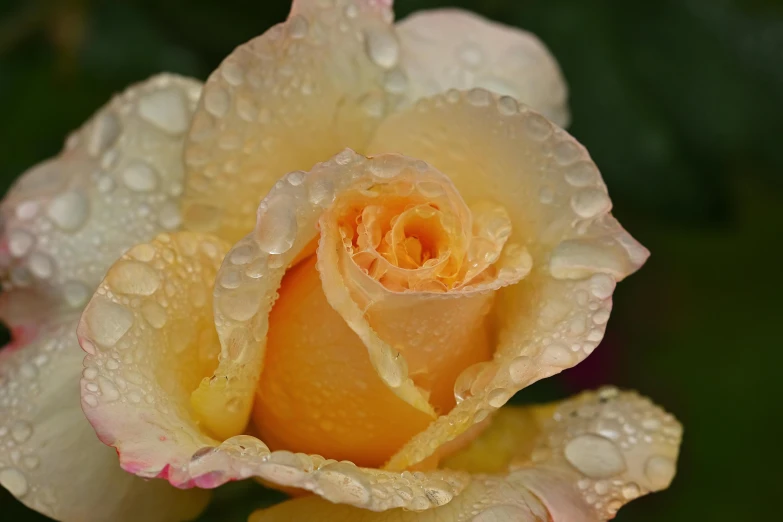 a yellow rose with water droplets on it, by Jan Rustem, pixabay contest winner, in shades of peach, closeup 4k, after rain, photorealist