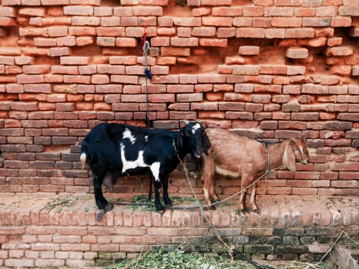 a couple of goats standing next to a brick wall, nepali architecture buildings, fan favorite, 15081959 21121991 01012000 4k, jenna barton