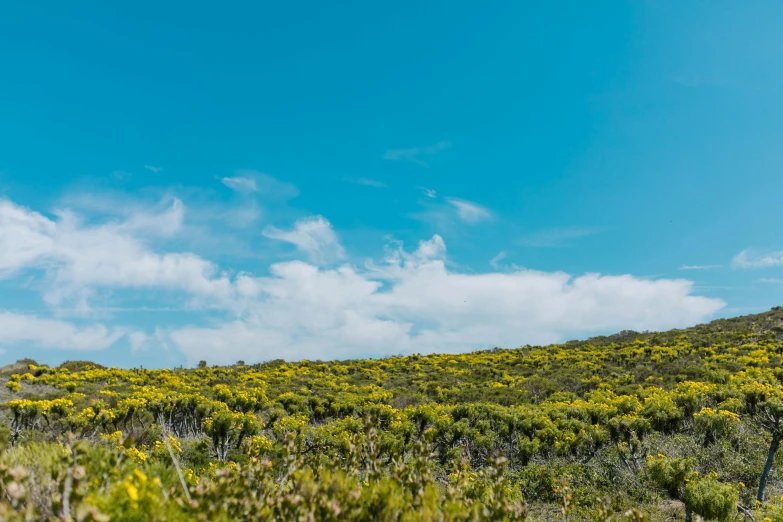 a man standing on top of a lush green hillside, by Peter Churcher, unsplash, color field, with yellow flowers around it, south african coast, cloudless-crear-sky, yellow and blue and cyan