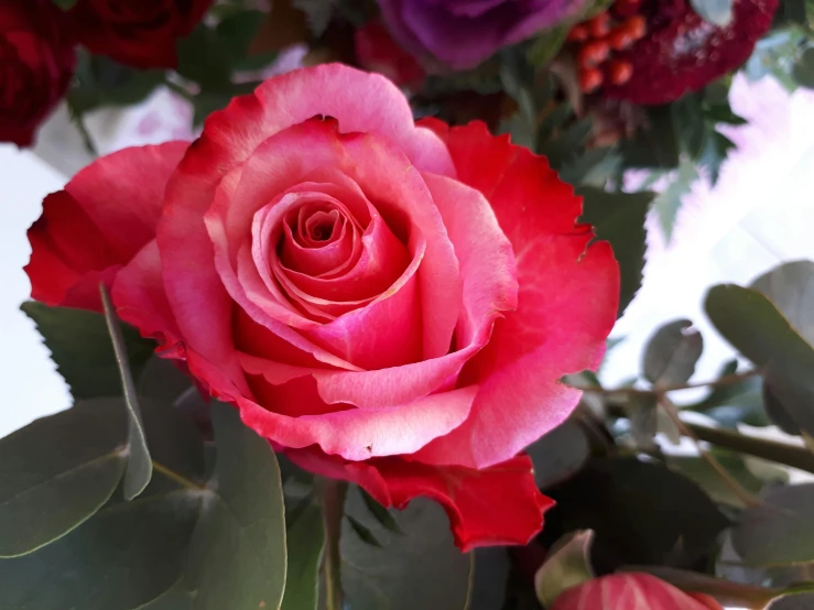 a close up of a flower in a vase, rumble roses, payne's grey and venetian red, vibrant pink, no cropping
