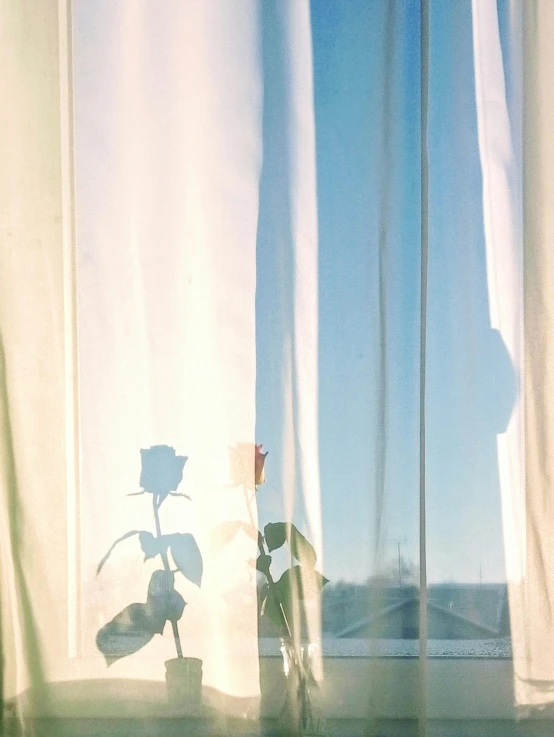 a vase of flowers sitting on top of a window sill, a polaroid photo, unsplash contest winner, romanticism, growing out of a giant rose, at gentle dawn blue light, curtain, rinko kawauchi