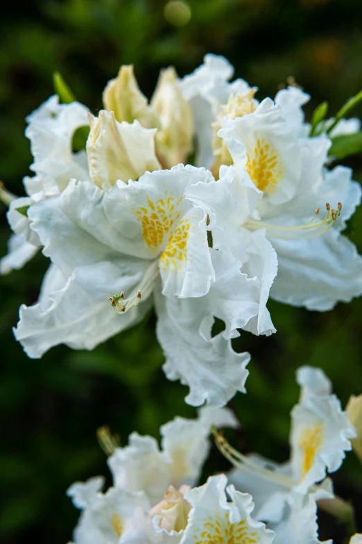 a close up of a bunch of white flowers, inspired by Edwin Dickinson, renaissance, glowing veins of white, shrubs, square, vanilla