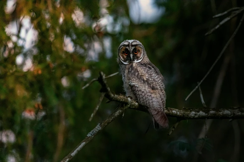 an owl sitting on top of a tree branch, a portrait, pexels contest winner, grey, small, first light, hunting