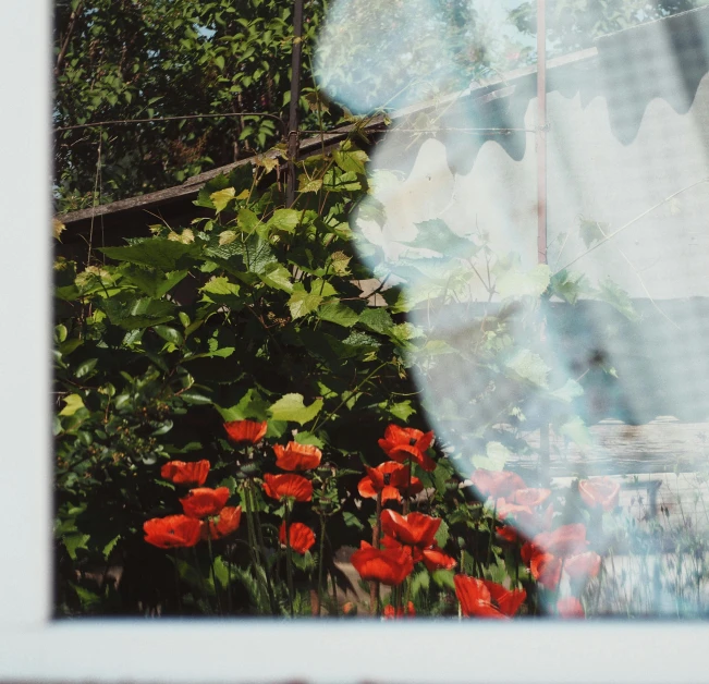 a close up of a window with red flowers, a polaroid photo, pexels contest winner, background image, flower garden summer morning, maxim sukharev, multiple exposure
