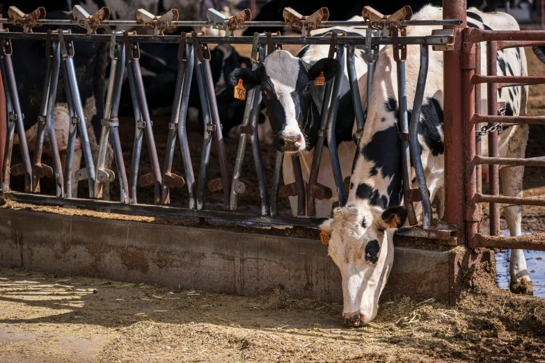 a black and white cow eating hay from a trough, trending on unsplash, hanging beef carcasses, silo, in a row, stanchions