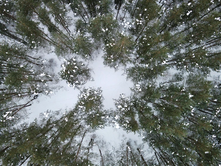 a forest filled with lots of trees covered in snow, a picture, by Jaakko Mattila, land art, view from below, sky view, grey, contain