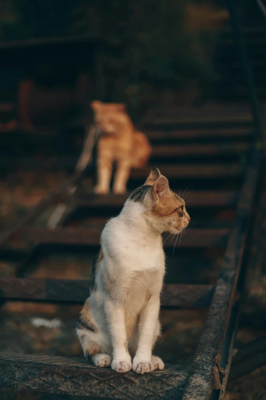 a couple of cats sitting on top of a train track, unsplash, cinematic shot ar 9:16 -n 6 -g, standing, rusty, a wooden