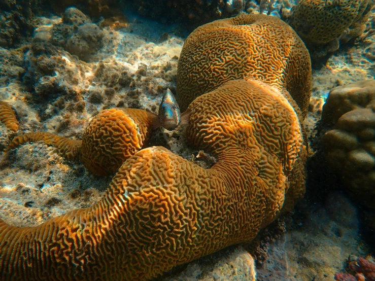 a group of corals sitting on top of a sandy ocean floor, by Carey Morris, pexels contest winner, a pair of ribbed, brown, listing image, vibrantly lush
