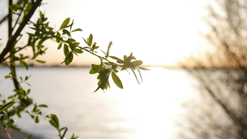 a close up of a plant near a body of water, unsplash, happening, evening sun, overhanging branches, pale green backlit glow, instagram picture