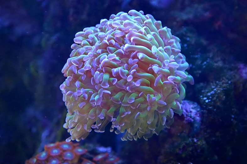 a close up of a sea anemone in an aquarium, by Gwen Barnard, synchromism, pale green glow, rainbow corals, taken in the early 2020s, chrysanthemum eos-1d