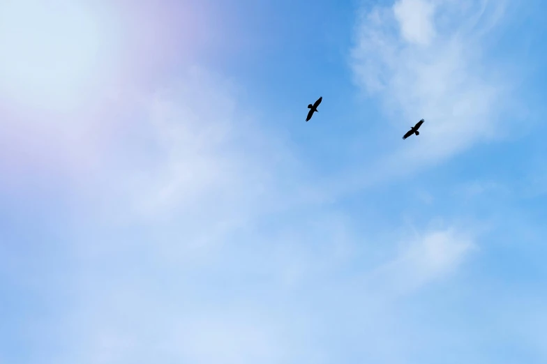 a couple of birds flying through a blue sky, unsplash, minimalism, photographic print, two suns, vultures, shot on sony a 7