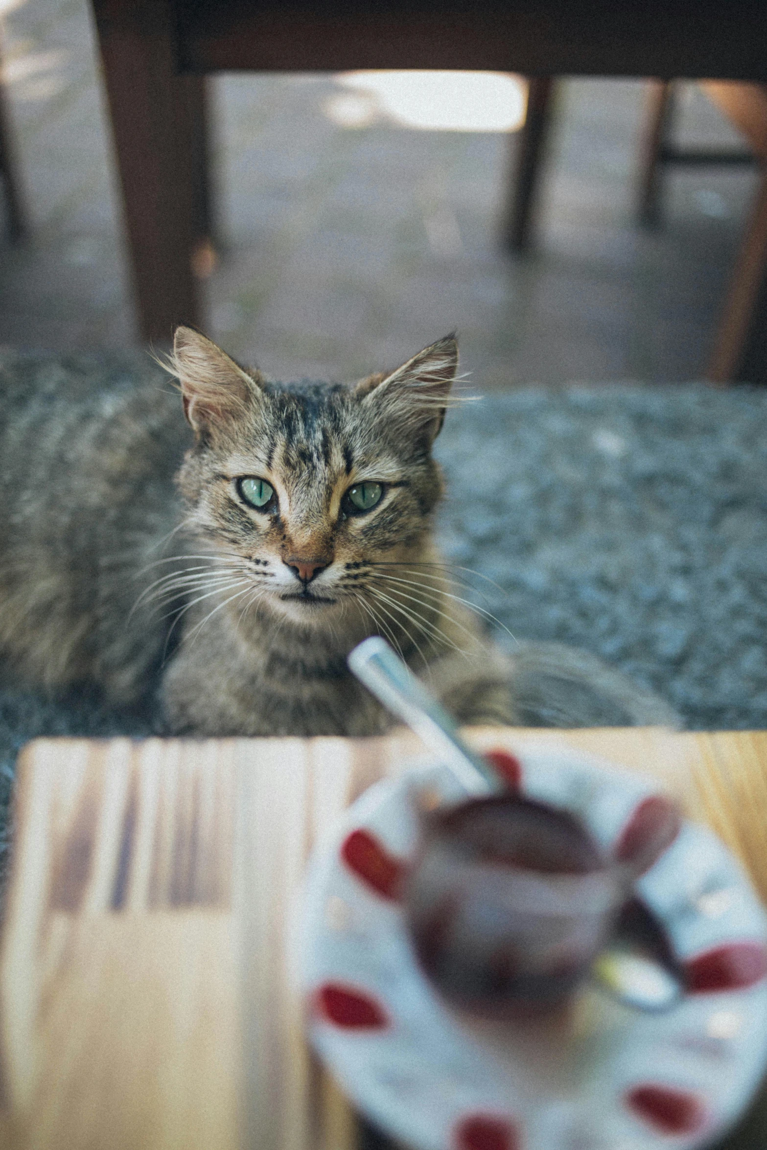 a cat sitting on top of a table next to a plate of food, pexels contest winner, drinking cough syrup, brown, cafe, looking down at you