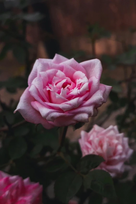 a pink rose is blooming in a garden, a portrait, by Reuben Tam, unsplash, paul barson, low detail, no cropping, dimly lit