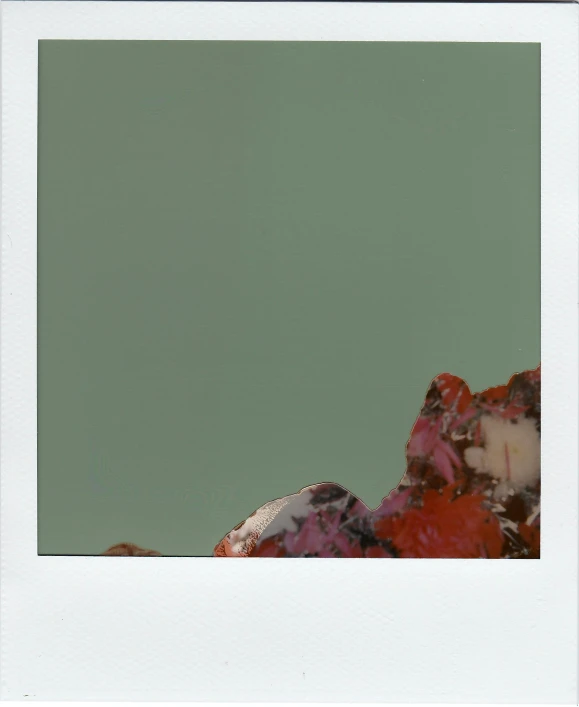 a polaroid photo of a polaroid polaroid polaroid polaroid polaroid polaroid polaroid polaroid polaroid polaroid polaroid, inspired by Elsa Bleda, unsplash, color field, coral-like pebbles, in the style of john baldessari, green and red, geode