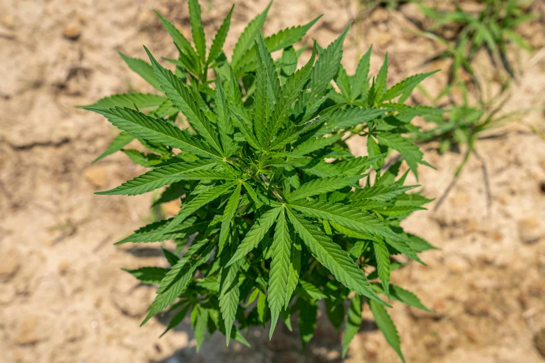 a close up of a plant in a pot, cannabis - sativa - field, high angle shot, medium wide front shot, no cropping