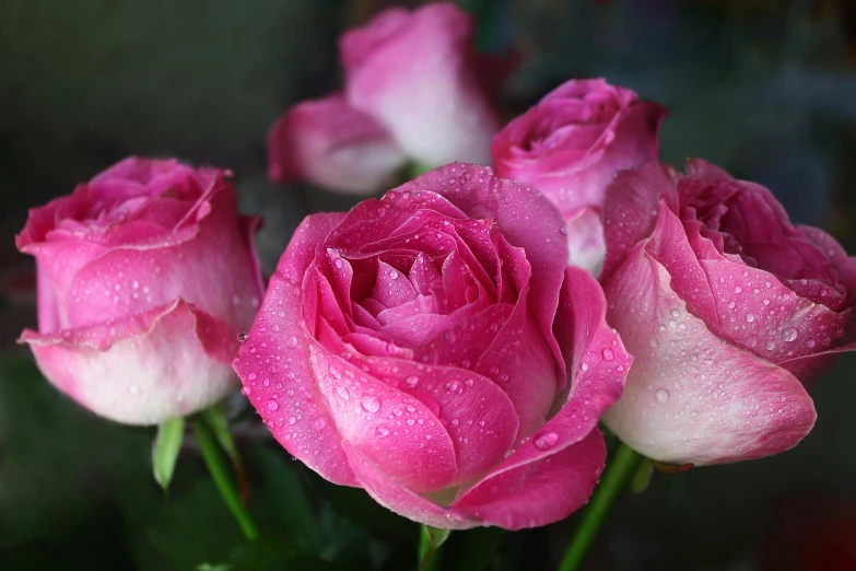 a bouquet of pink roses with water droplets on them, no cropping, award - winning, grey, beautiful views