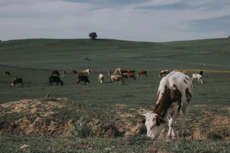 a brown and white cow eating grass in a field, an album cover, by Emma Andijewska, unsplash contest winner, renaissance, background image, rural wastelands, an australian summer landscape, alessio albi