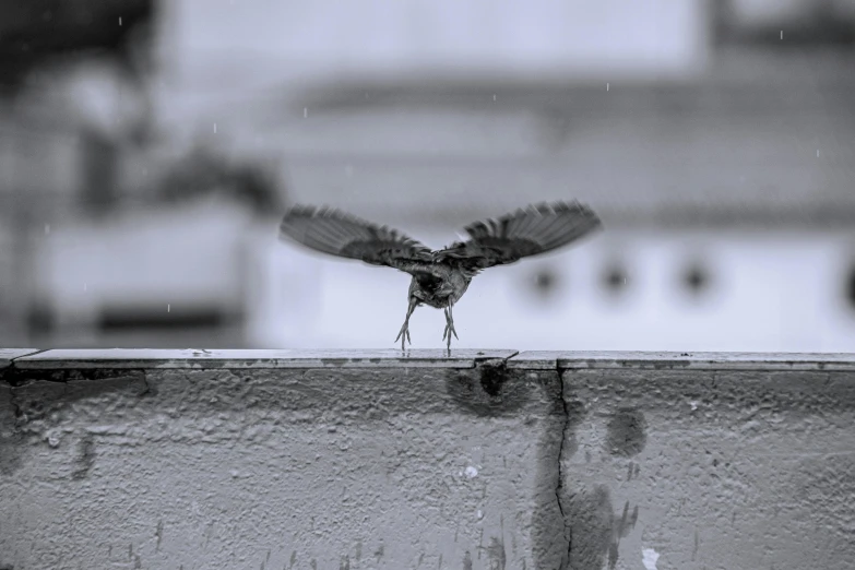 a black and white photo of a bird on a ledge, by Joze Ciuha, pexels contest winner, at takeoff, battered, video, grey