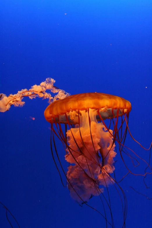 a couple of jellyfish swimming next to each other, cool skydome, red cloud light, doing a majestic pose, taken in the late 2010s