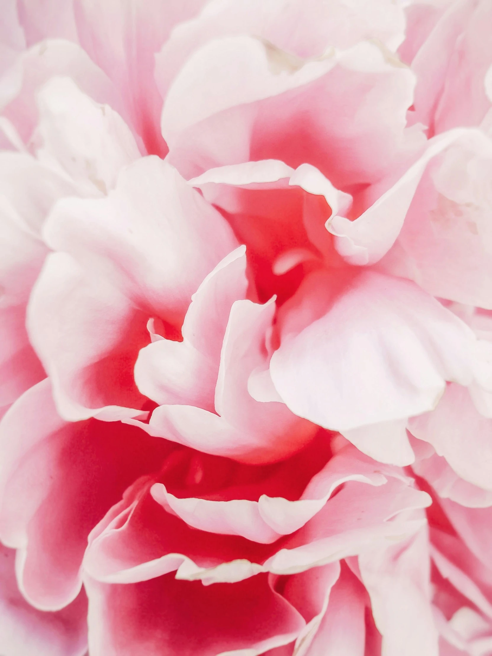 a close up of a pink flower on a white background, by Ruth Simpson, trending on unsplash, instagram story, peony, full frame image, detail shot