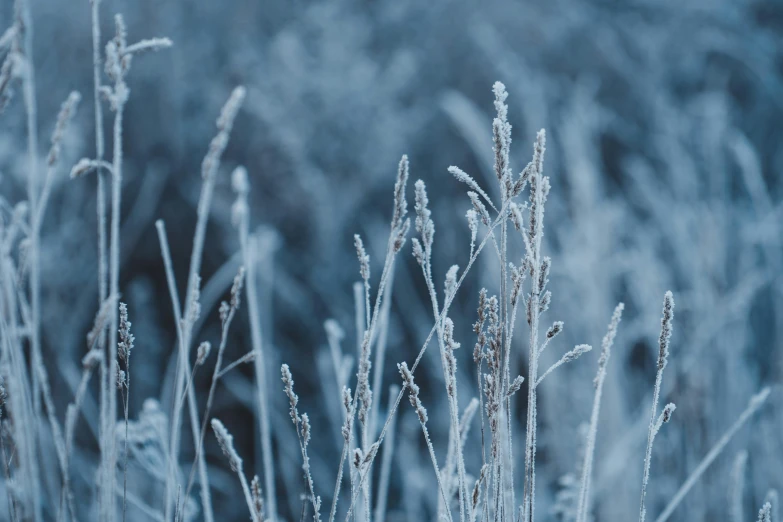 a close up of a plant with frost on it, an album cover, inspired by Arthur Burdett Frost, pexels contest winner, long thick grass, blue gray, thumbnail, cozy wallpaper