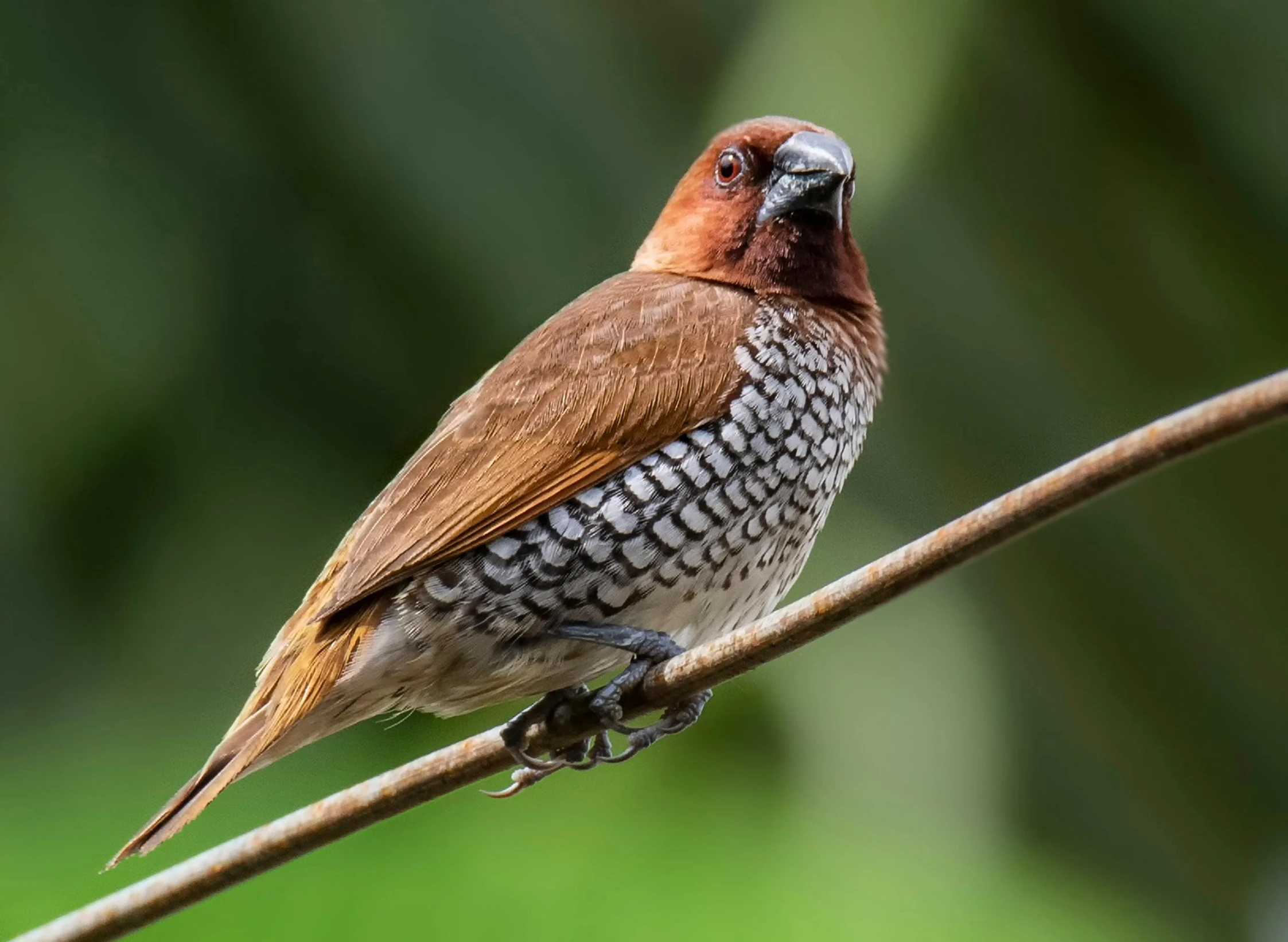 a brown and black bird sitting on a branch, a stipple, pexels contest winner, tamborine, vanara, male and female, rounded beak