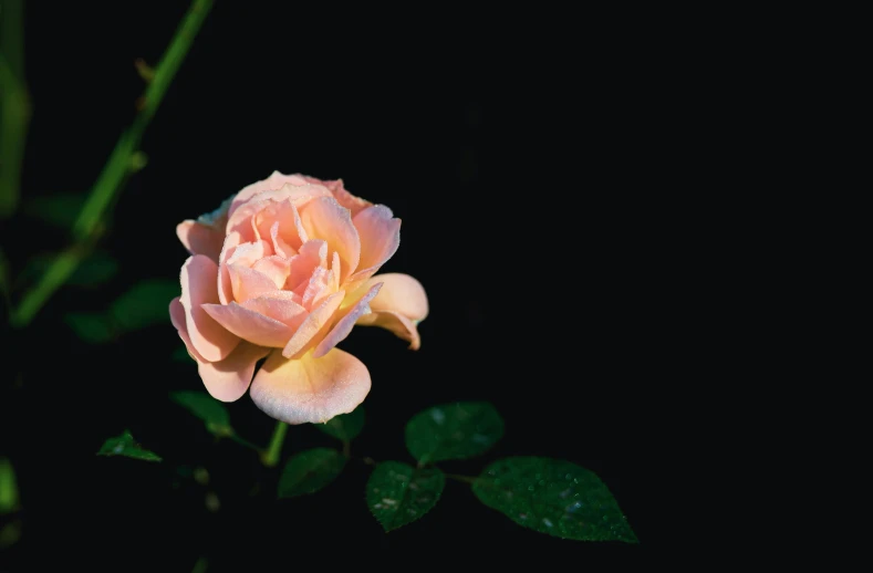 a single pink rose against a black background, an album cover, unsplash, pale orange colors, gardening, during the night, pastel'