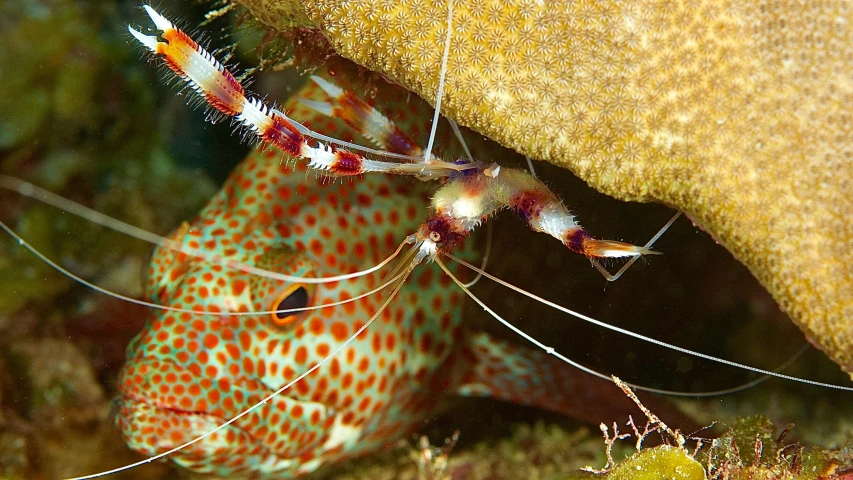 a close up of a shrimp on a rock, underwater with coral and fish, long antennae, avatar image, spots