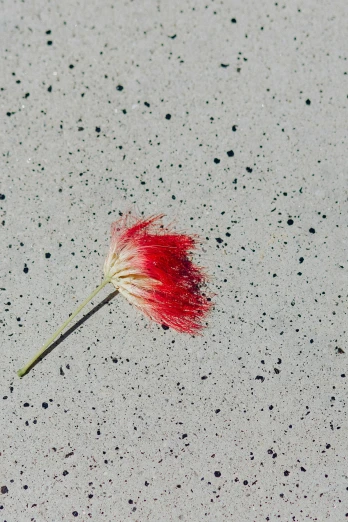 a flower that is laying on the ground, inspired by Lucio Fontana, unsplash, conceptual art, bottlebrush, polished concrete, ultrafine detail ”, died hair