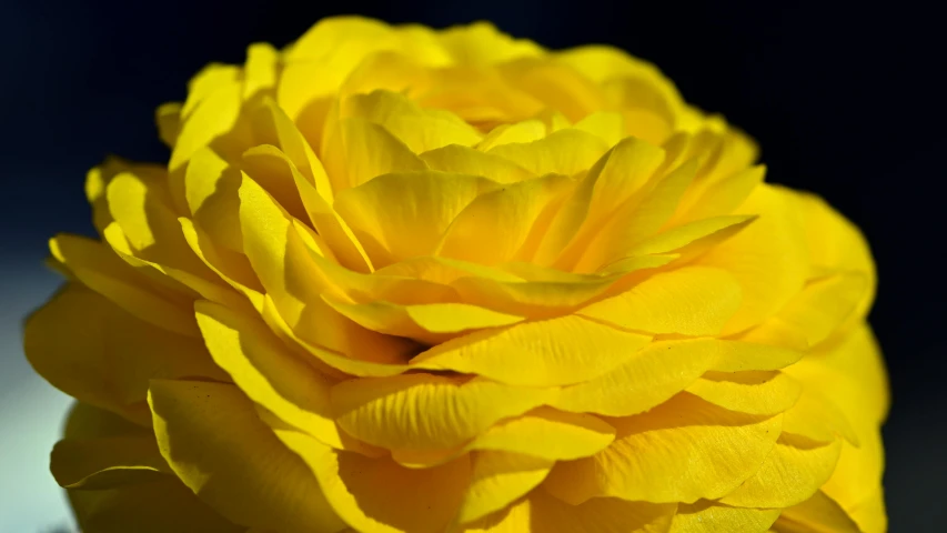 a close up of a yellow flower on a table, giant rose flower head, detailed product shot, yellow colours, paper