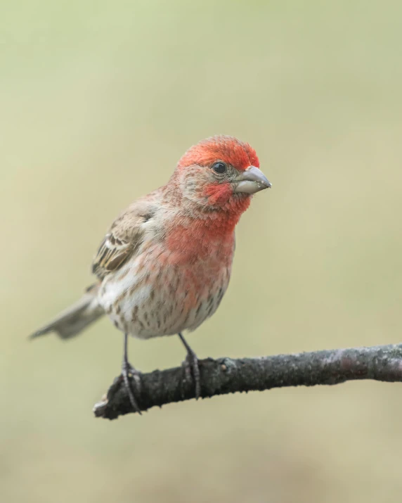 a small bird sitting on top of a tree branch, with red hair, a salt&pepper goatee, lgbtq, ap photo