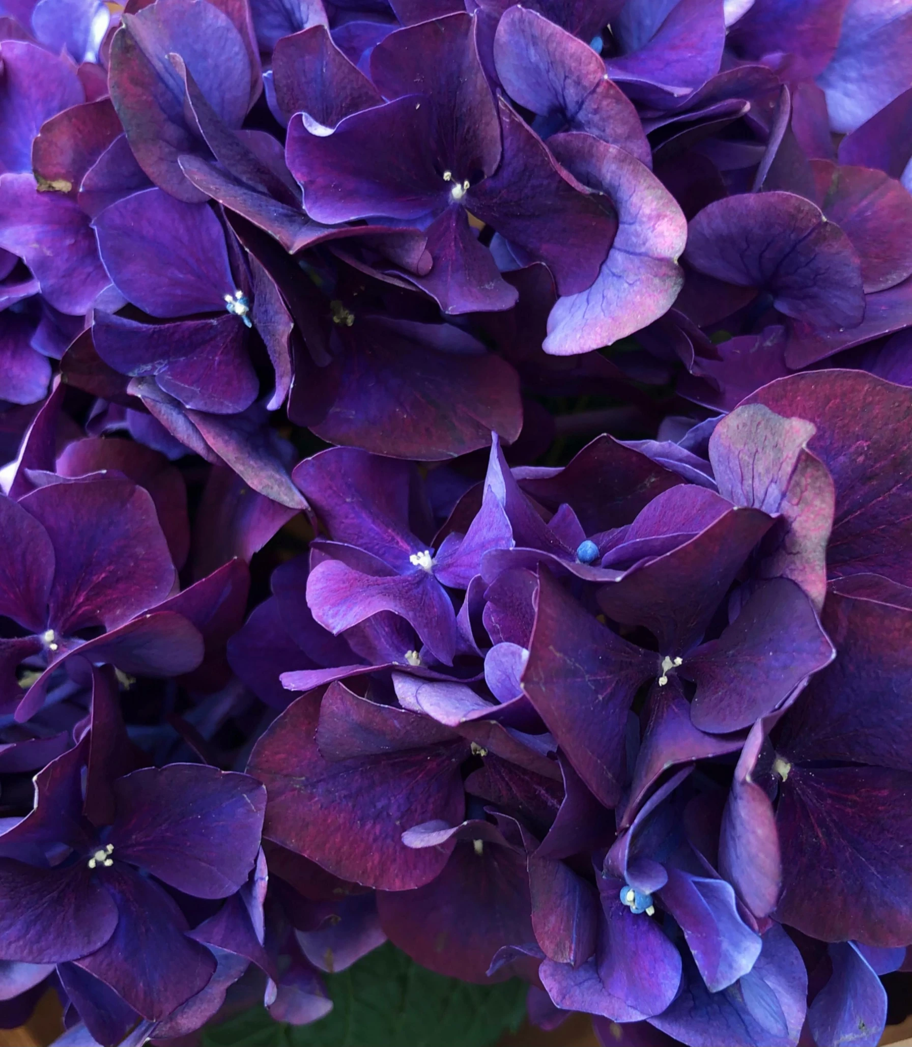 a vase filled with purple flowers on top of a table, up-close, ((purple)), hydrangea, rich deep colours