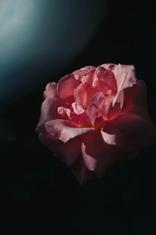 a single pink rose against a black background, inspired by Elsa Bleda, pexels contest winner, sun lit, cinematic lut
