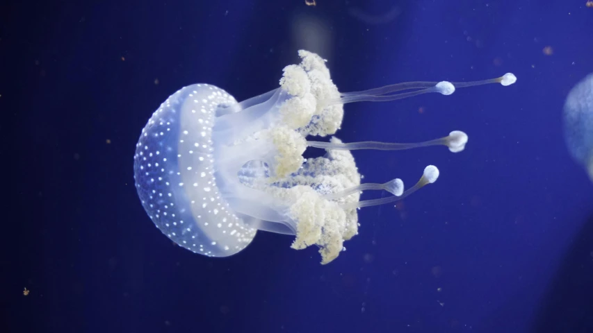 a group of jellyfish swimming in an aquarium, an album cover, pexels, hurufiyya, light-blue, sydney hanson, ( ultra realistic, graceful and elegant