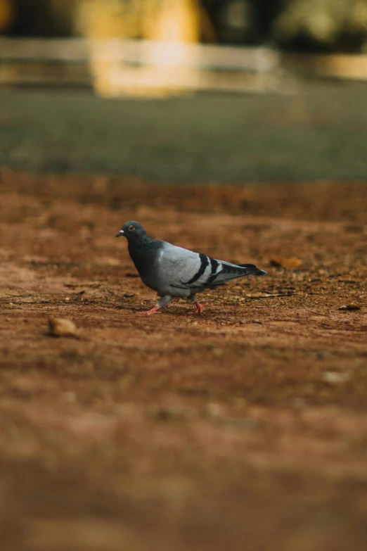 a pigeon that is standing in the dirt, in the australian outback, 15081959 21121991 01012000 4k, medium shoot, early evening