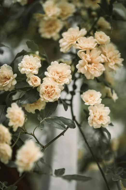 a bunch of yellow flowers hanging from a tree, a digital rendering, unsplash, baroque, cream, rose garden, photograph 3 5 mm, made of glazed