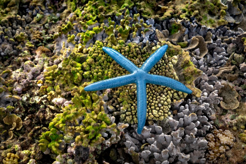 a blue starfish sitting on top of a pile of rocks, a macro photograph, by Dave Melvin, shutterstock contest winner, hurufiyya, bird's view, overgrown with colorful coral, highly detailed in 4k”, highly detailed in 4 k ”