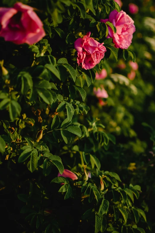 a bunch of pink flowers sitting on top of a lush green field, inspired by Elsa Bleda, unsplash, rose, vine covered, evening sunlight, high angle close up shot