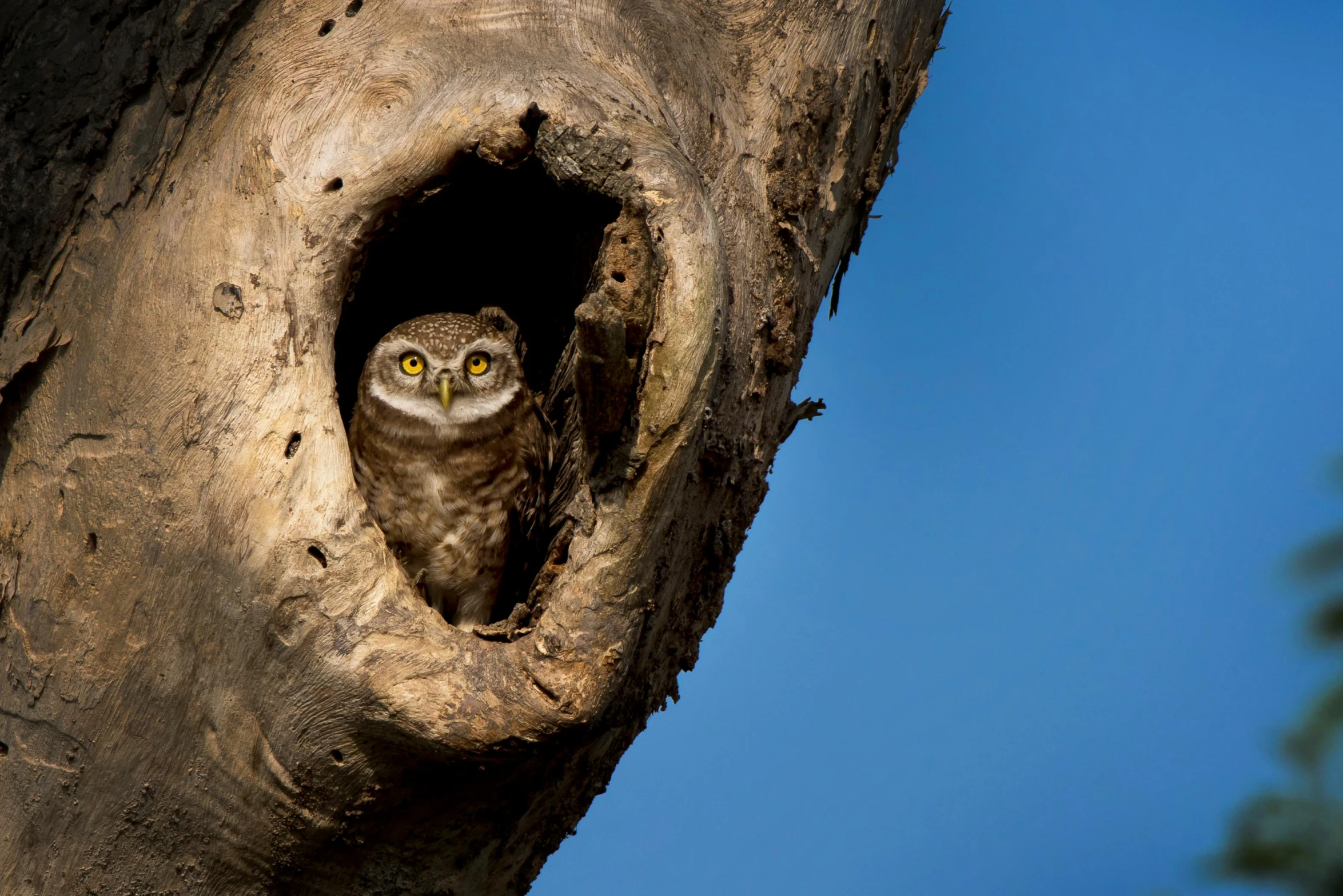 a small owl sitting in a hollow in a tree, by Peter Churcher, pexels contest winner, hurufiyya, fine art print, a tall, covered, nat geo