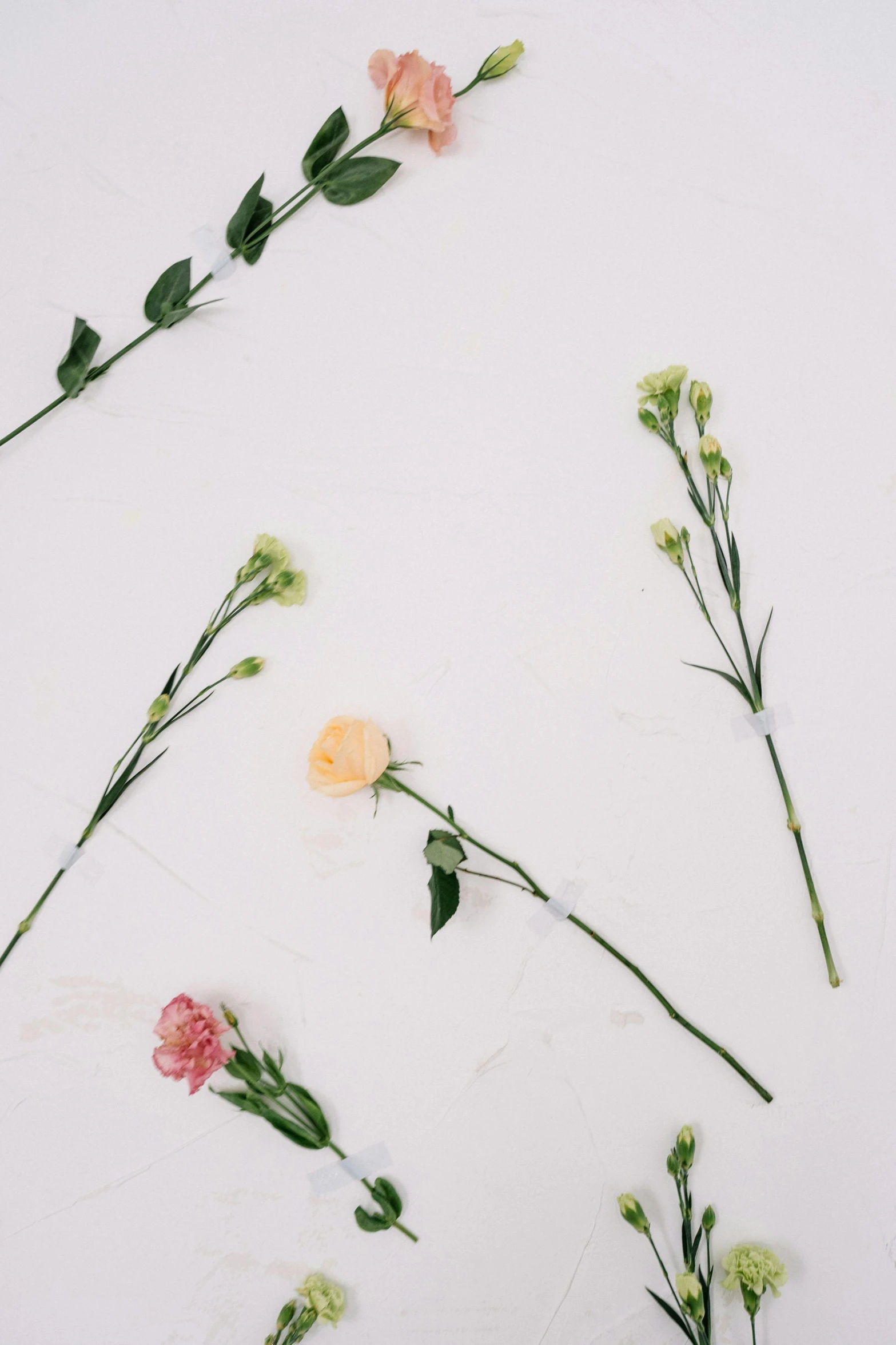 a bunch of flowers laying on top of a white surface, inspired by Cy Twombly, trending on unsplash, romanticism, tiny sticks, delicate patterned, high quality photo, vines